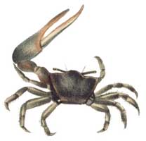 Gelasimus vocans, Variety A thumbnail