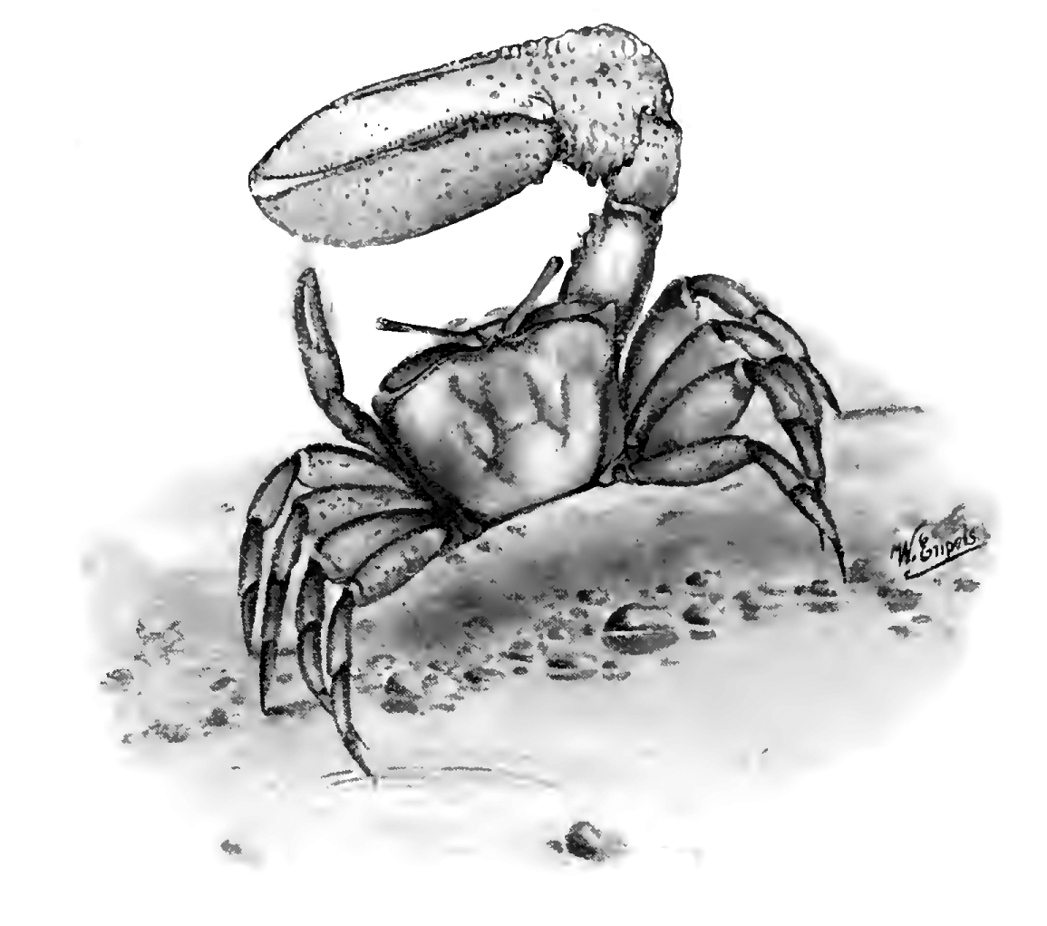 Uca (=Gelasimus) marionis: Doflein (1914) image