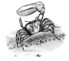 Uca (=Gelasimus) marionis thumbnail