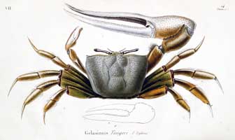 Gelasimus tangeri thumbnail