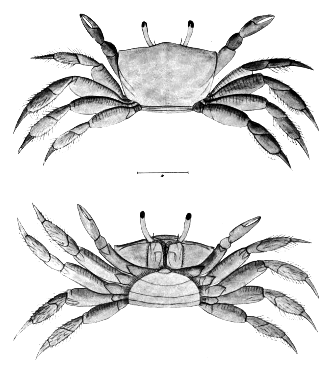 Uca pugnax: Fowler (1912) image