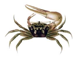 Gelasimus Duperreyi thumbnail