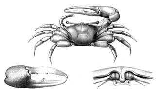 Gelasimus Dussumieri thumbnail