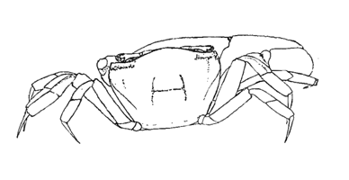 Uca brevifrons thumbnail