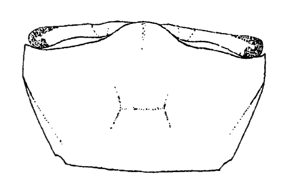 Uca crenulata: Holmes (1900) image