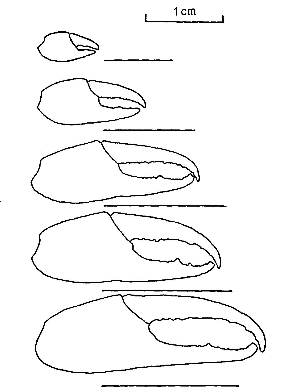 Uca burgersi: Jones (1980) image