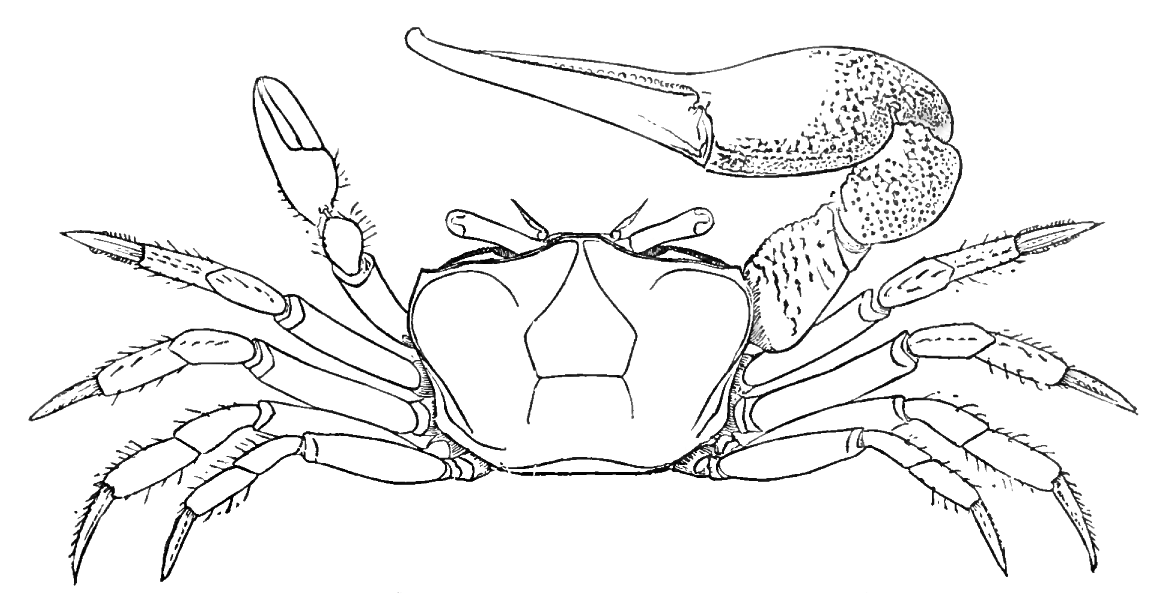 Gelasimus pugilator: Kingsley (1886) image