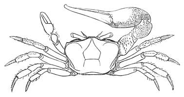 Gelasimus pugilator thumbnail