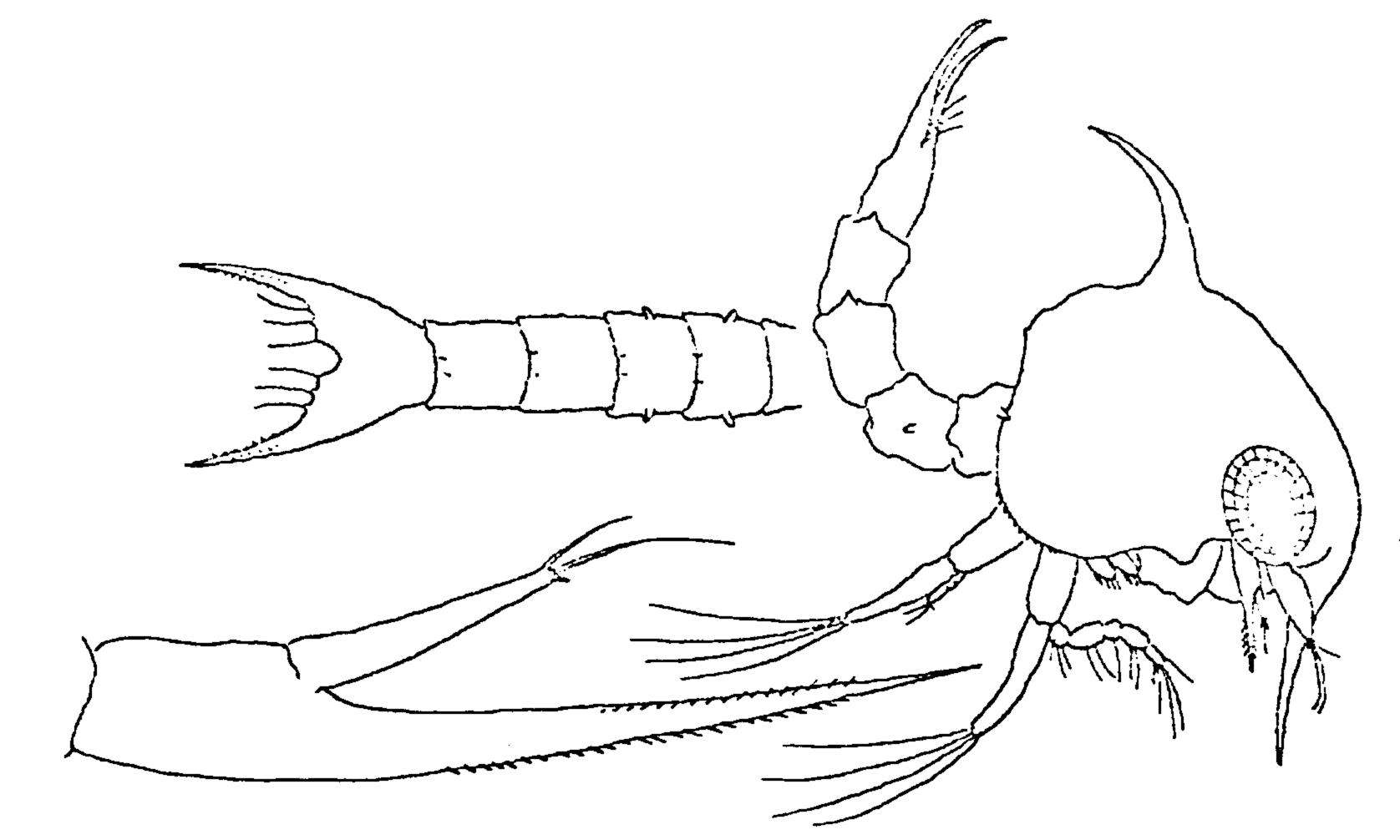 Uca minax: Kurata (1970) image
