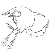 Uca pugnax thumbnail