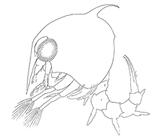 Uca pugnax thumbnail