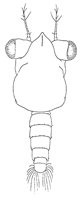 Uca pugnax thumbnail