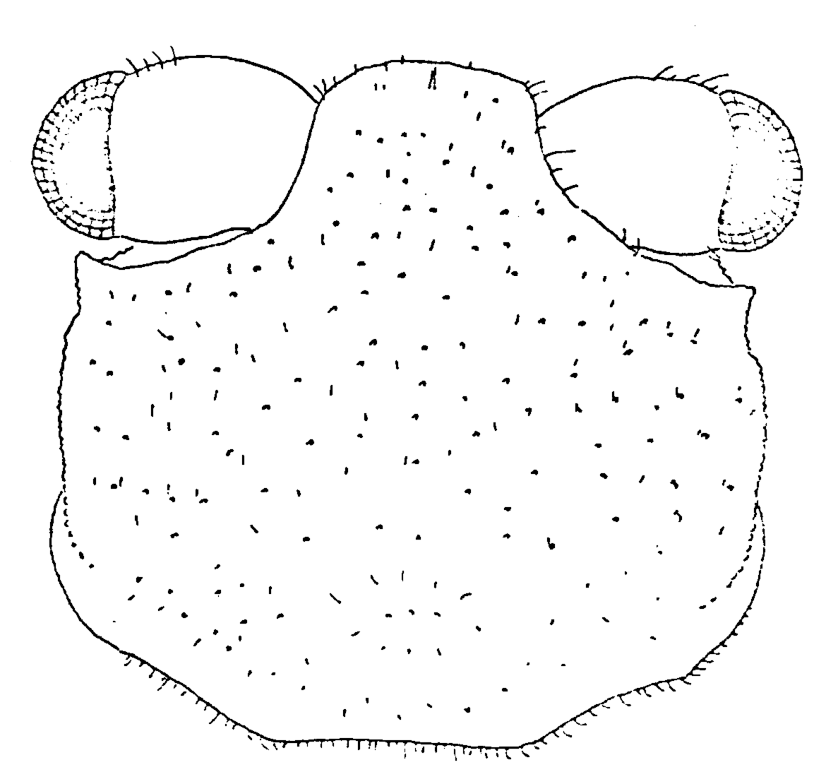 Uca pugnax: Kurata (1970) image