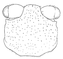 Uca pugnax thumbnail