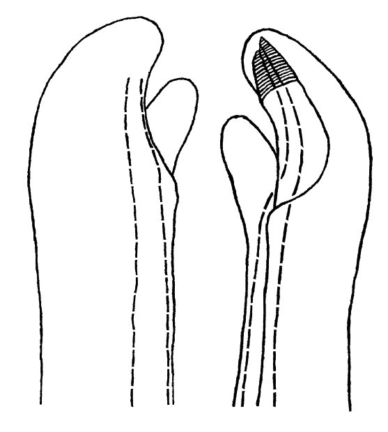 Uca osa: Landstorfer & Schubart (2010) image