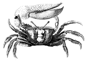 Gelasima Maracoani thumbnail