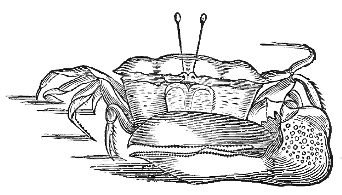 Maracoani: Marcgrave (1648) image