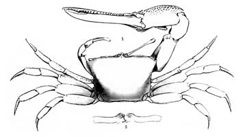 Uca marionis var. vomeris thumbnail