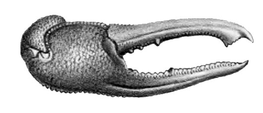 Gelasimus coarctatus: Milne-Edwards (1873) image