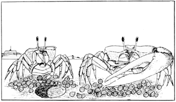 Uca Tangeri thumbnail