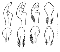 Uca tangeri var. matandensis thumbnail