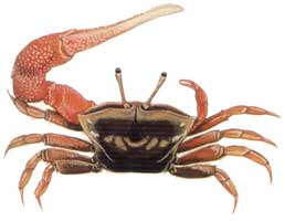 Uca arcuata thumbnail