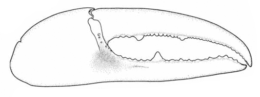 Uca iranica thumbnail