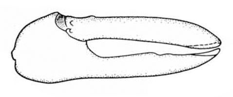 Uca iranica thumbnail