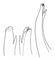 Uca iranica thumbnail
