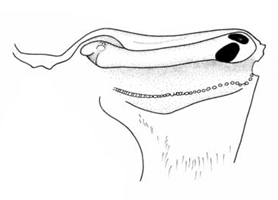 Uca iranica thumbnail