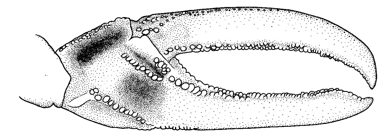 Uca lactea: Naderloo <em>et al.</em> (2010) image