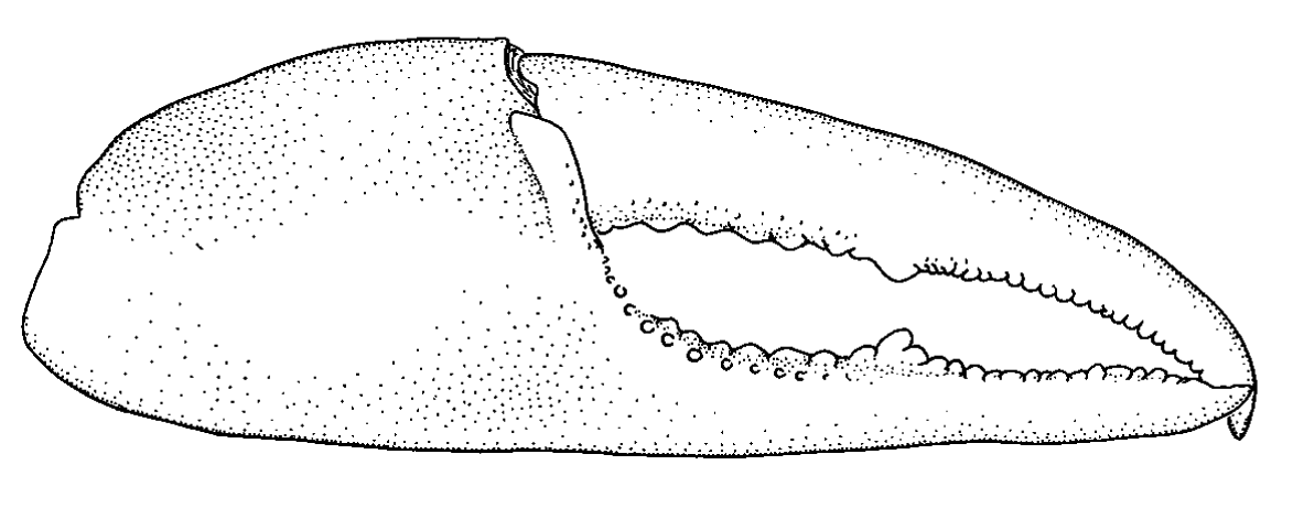 Uca lactea: Naderloo <em>et al.</em> (2010) image