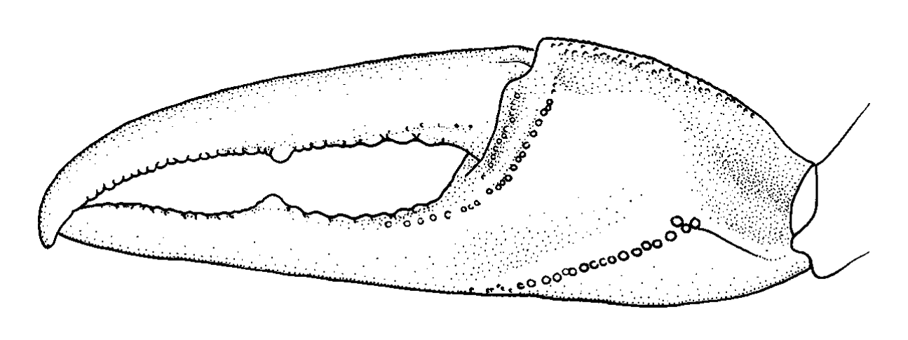 Uca lactea: Naderloo <em>et al.</em> (2010) image