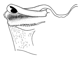 Uca lactea thumbnail
