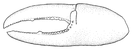 Uca mjoebergi thumbnail