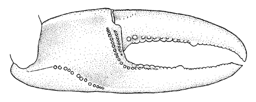 Uca mjoebergi thumbnail
