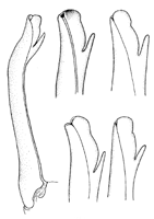 Uca mjoebergi thumbnail