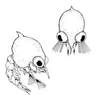 Uca panacea thumbnail