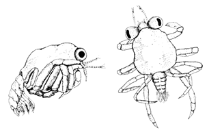 Uca panacea thumbnail