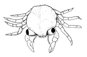 Uca panacea thumbnail