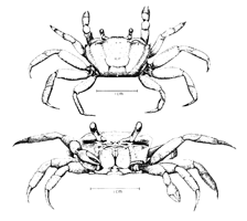 Uca panacea thumbnail