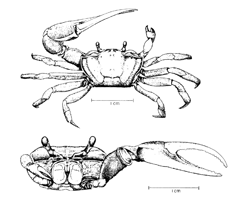 Uca panacea thumbnail