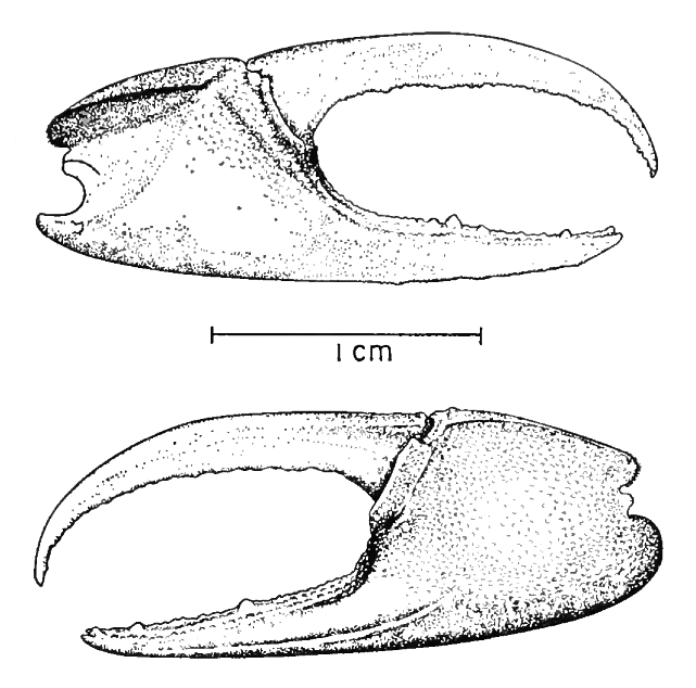 Uca panacea: Novak & Salmon (1974) image