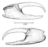 Uca panacea thumbnail