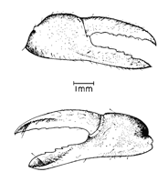 Uca panacea thumbnail