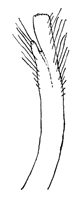 Uca panacea thumbnail