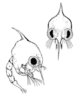 Uca panacea thumbnail
