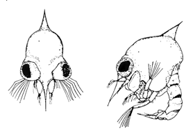 Uca panacea thumbnail