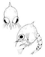 Uca panacea thumbnail