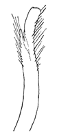 Uca pugilator thumbnail